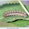 melitaea interrupta larva7b